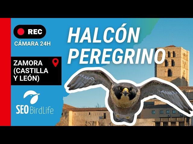 HALCÓN PEREGRINO ·🔴DIRECTO · Zamora, Castilla y León, España || 🔴LIVE Peregrine Falcon, Spain.