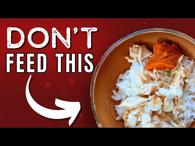 The Best Way To Treat Your Pet's Upset Stomach