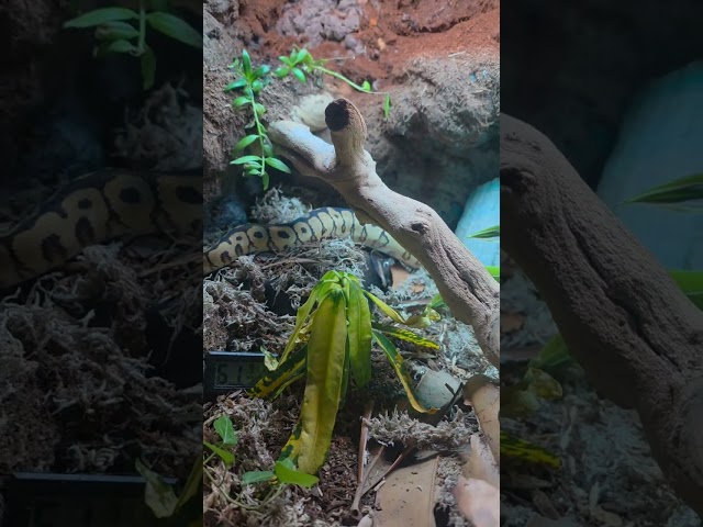 Finally finished my Bioactive Enclosure