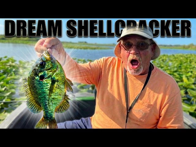Shellcracker Bite People DREAM About
