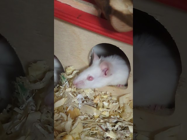 Albino Mäuse am Schnuppern 💜 | 🐹 Petiversum #shorts