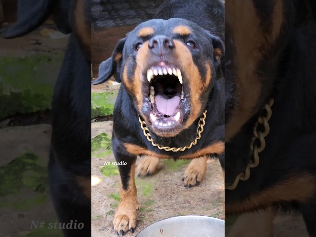 dog barking sound loud #viral #angrypuppy #cutepet #dog #cat #dogsound #animals #angry #angryanimal
