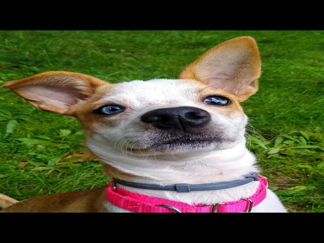 Excellent content from r/rarepuppers | Girls Aloud