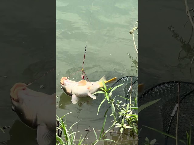 #amatir #fishing #campping #fish #carpfishing #fisherman #mancing #angler