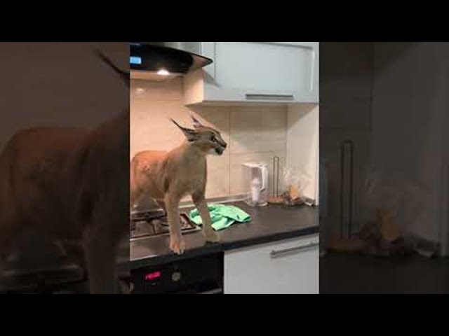 Feisty Caracal Caught Trying to Sneak Snacks || ViralHog