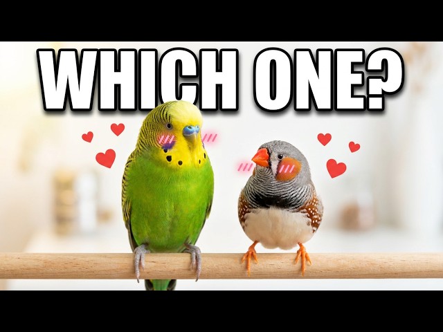 Pet Bird Comparison: Budgie VS Zebra Finch 🐦✨