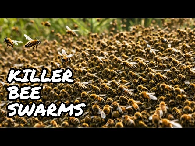 All About Africanized Bees: The Killer Swarms That Chase for Miles