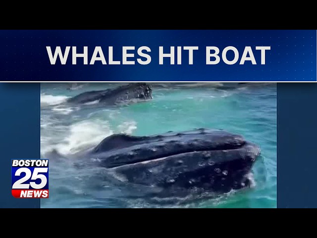 'Holy macaroni!': Cape Cod fisherman captures stunning whale encounter on camera