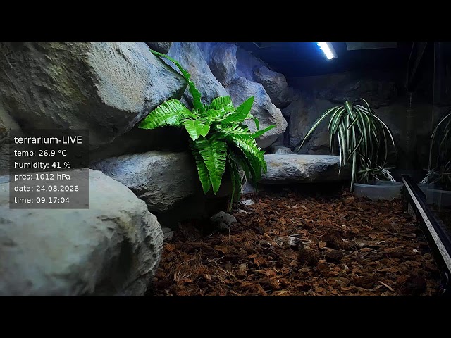 terrarium-LIVE 🔴 23/08/2026 🐍 Ball Python Regius Snake