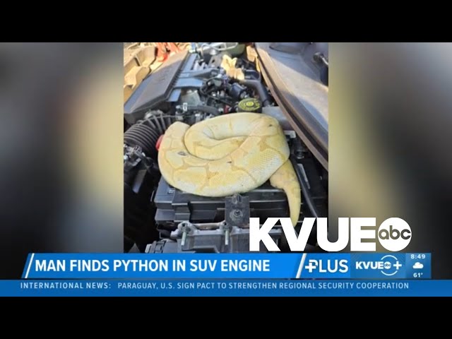 Tennessee man finds python in SUV engine