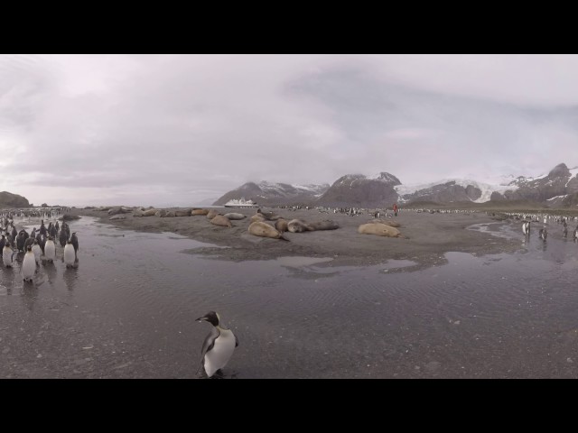 King Penguin River - 4K 360