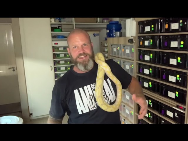 Reticulated python! Could this be the best advanced hobbyists/breeder pet snake? You decide!