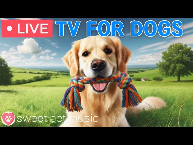 🔴24 Hours of Dog TV🎵🐶Calming Music for Dog Sleep🐾🩷Soothing Music for Dog Stress and Anxiety Relief