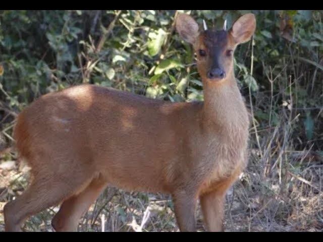 Wild Animals of Trinidad Part 03 (Red-Brocket Deer)