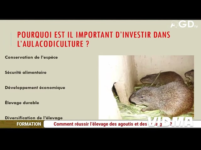 COMMENT RÉUSSI L'ELEVAGE DES AULACODE