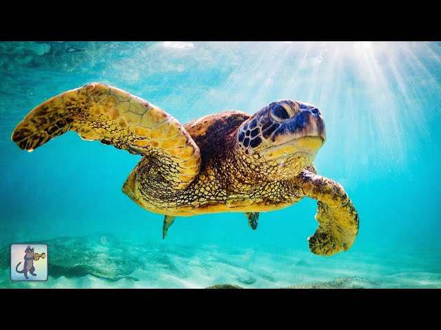 Giant Sea Turtles ~ Stunning Underwater Scenery & Relaxing Music • 12 HOURS