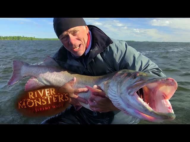 Jeremy Hauls In a GIANT Muskie | MUSKELLUNGE | River Monsters