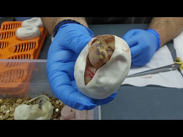 Double #clutch cutting! Odd gods were shining down on these. Hit some #beautiful #snakes! #python.