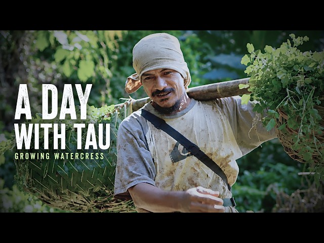 A Day With Tau | The Secret to Tau's Watercress Farm