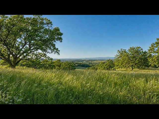 Haydn - Symphony No. 104, HOB.I:104 "Salomon": II. Andante