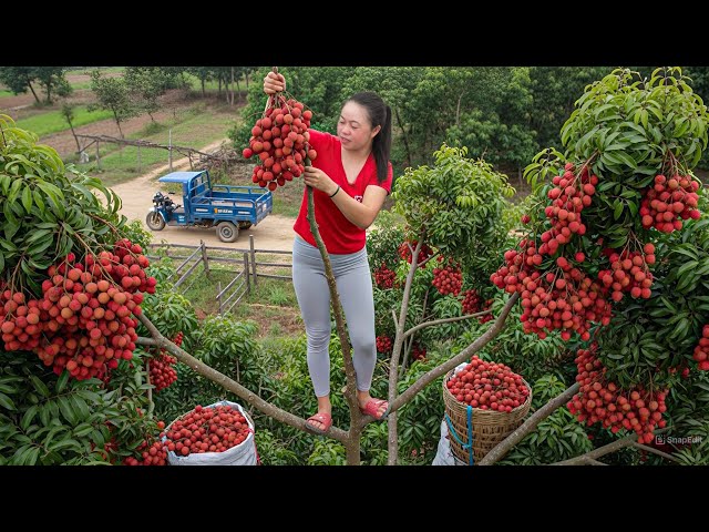 Harvesting 1000 Lychee Clusters from High Tree Top | Use 3-Wheeled Truck to Go to Market Sell