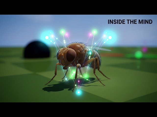FlyBrain Demo | Complete Fruit Fly Brain