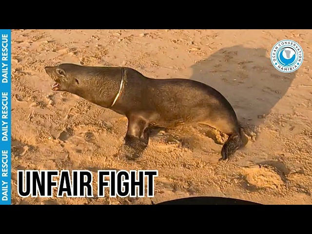 This Massive Seal Bull Tried to Show Us Who's Boss...