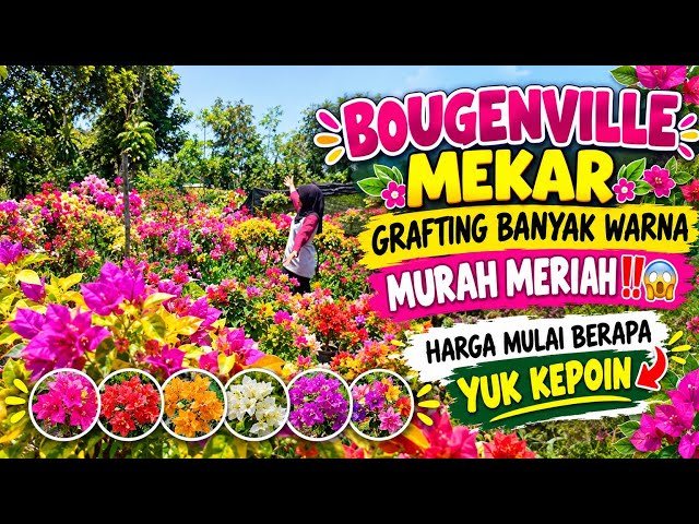 AFFORDABLE MULTICOLORED GRAFTED BOUGAINVILLEA IN FULL BLOOM‼️😱 HOW MUCH DO THEY COST? LET'S FIND ...