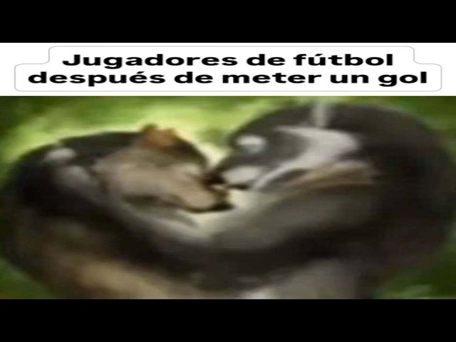 Shitpost Compilation V62