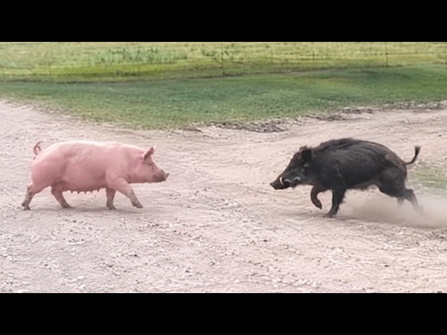 THE WILD BOAR PICKED THE WRONG PIG TO ATTACK