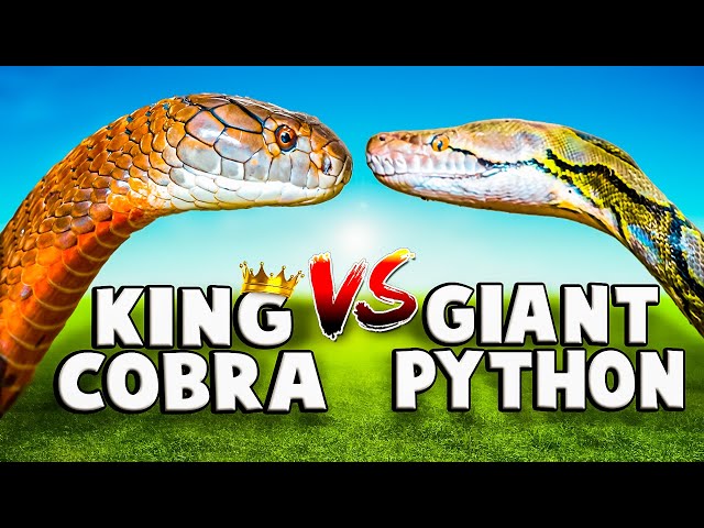 King Cobra VS Reticulated Python