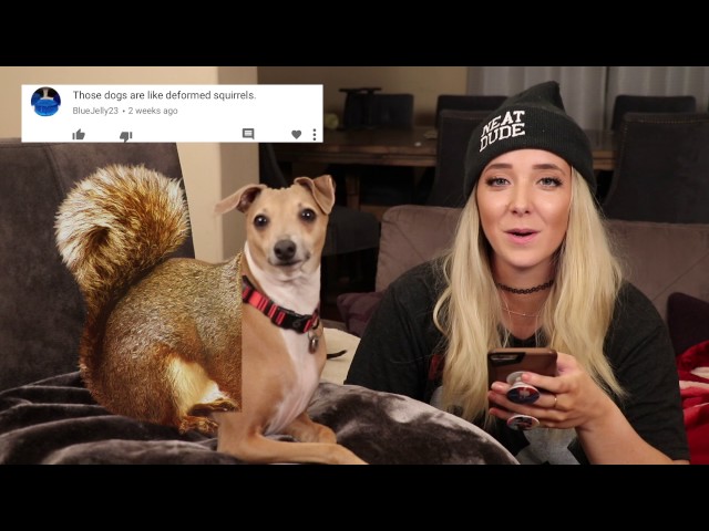 Reading Mean Comments About My Dogs