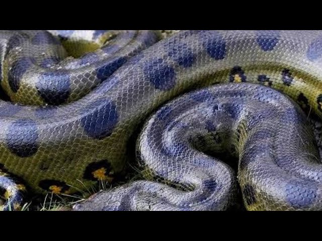 Common wolf snake released (full video) with my bodyguard Kobe🐍🦮🐕‍🦺