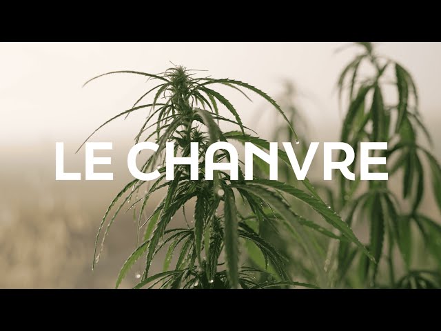 Le chanvre, une filière d’avenir | Interchanvre