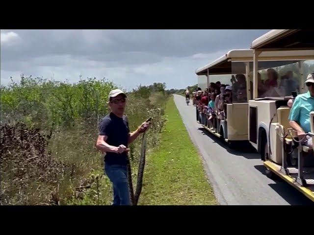 Wild Florida: Man fights citation after capturing python in Everglades