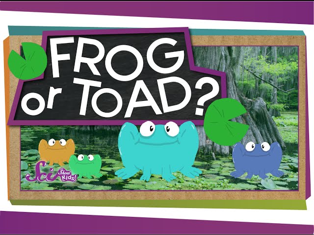 Frog or Toad?
