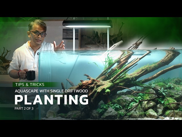 Bringing the Single Driftwood Aquascape to Life | Part 2 – Planting the ADA 90P