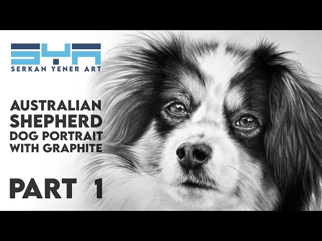 Australian Shepherd Dog Portrait with Graphite - Real Time Drawing Tutorial - Part 1