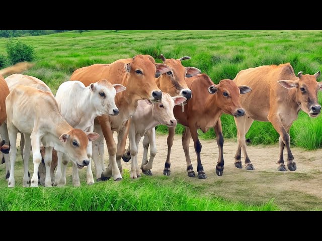 Video Mengiring Sapi Lembu Gembala Menuju Kampung Peternakan Hewan Ternak Sapi - Bunyi sapi lucu