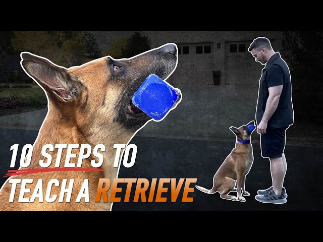 Get the Perfect Retrieve Every Time: 10 Expert Tips for Training Your Dog