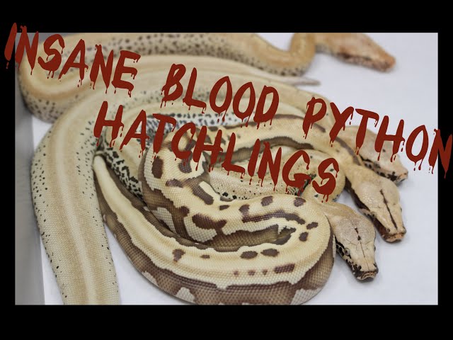 Cutting the first Blood Python Clutch of the season!