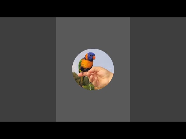 Benvenuti nel canale Youtube ufficiale di Pappagallo Rocco! 🦜🔴