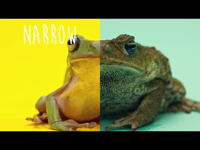 Frog Vs. Toad!