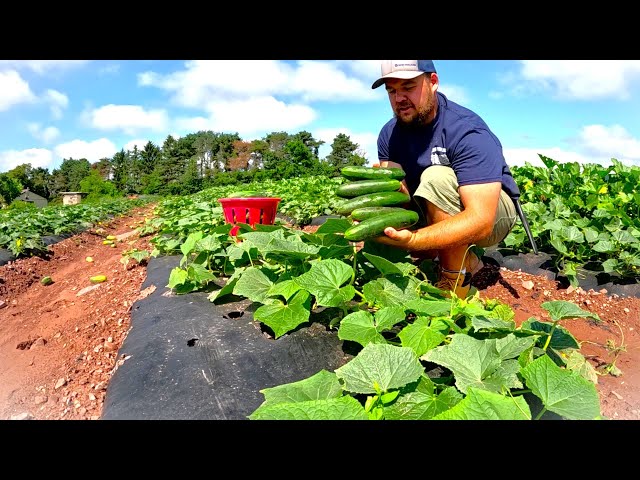 The reality of Vegetable farming in 2025