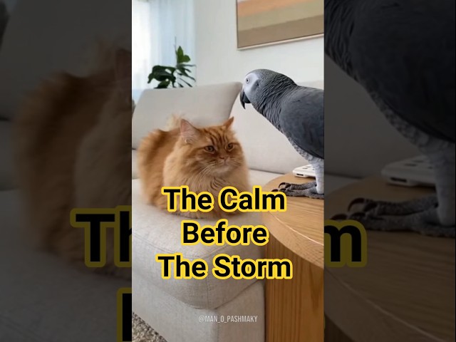 Parrot vs Cat: The Ultimate Showdown