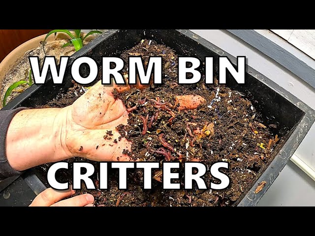 Worm Bin Critters are YOUR Friend- Red Wigglers