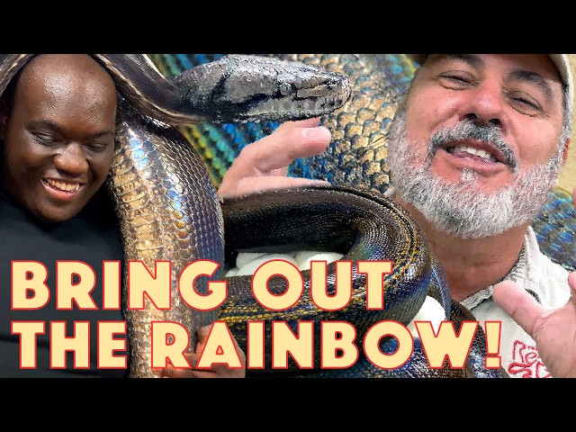 Our Rainbow Reticulated Python was in a Very Bad Mood🥰