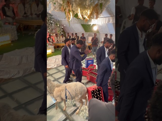 #new #habesha #wedding #tigray #ethiopia #eritrian #dance #dj #music #party #photography #ebs #duet