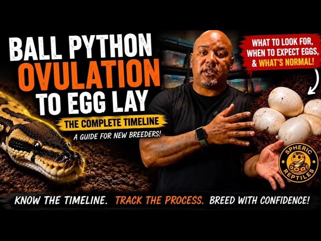     Ball Python Ovulation to Eggs Timeline | NEW Breeder Guide (Step-by-Step)