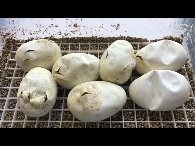 Double clutch cutting